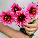 Dahlia 'Skyfall'-Angelo