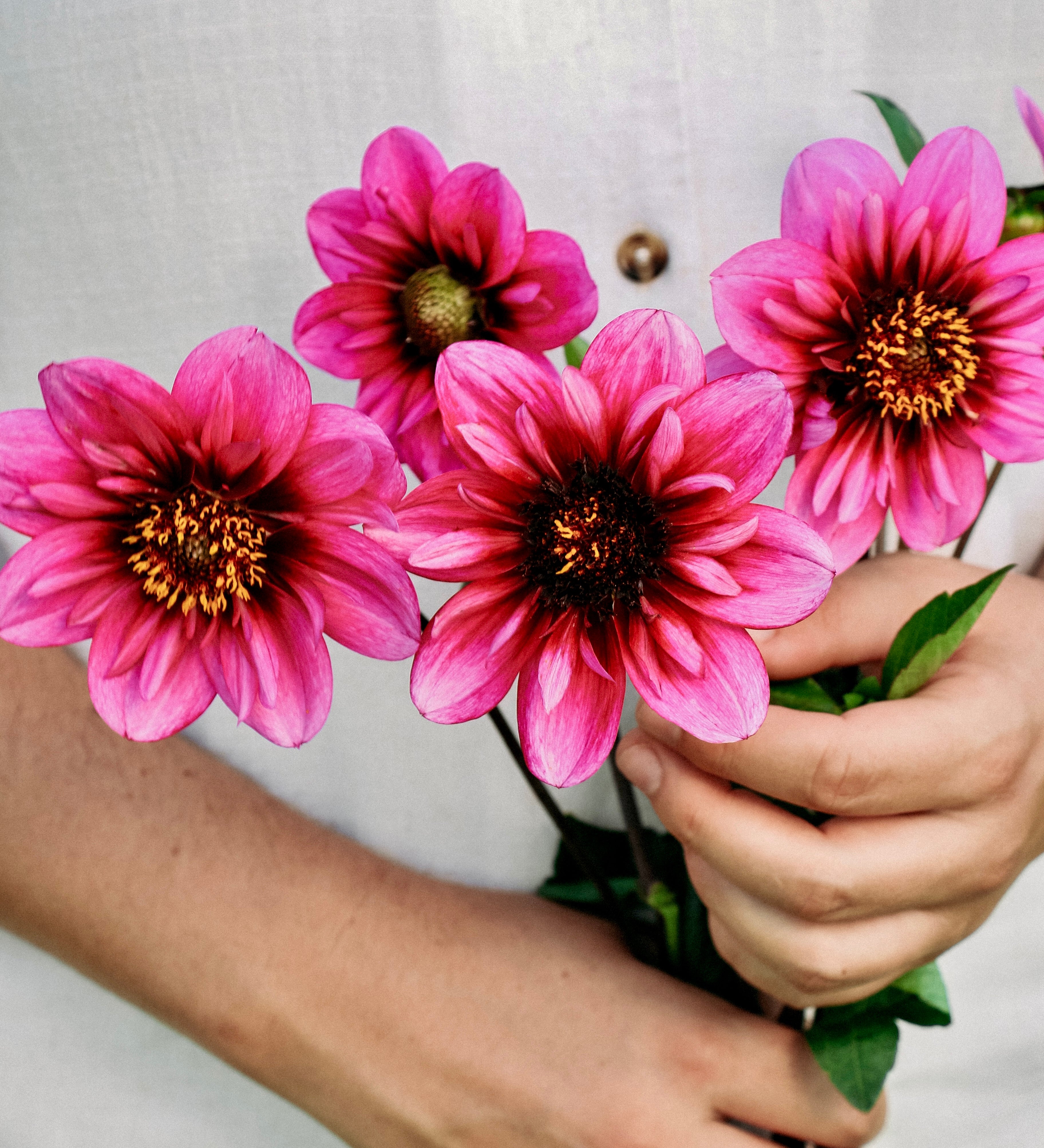 Dahlia 'Skyfall'-Angelo