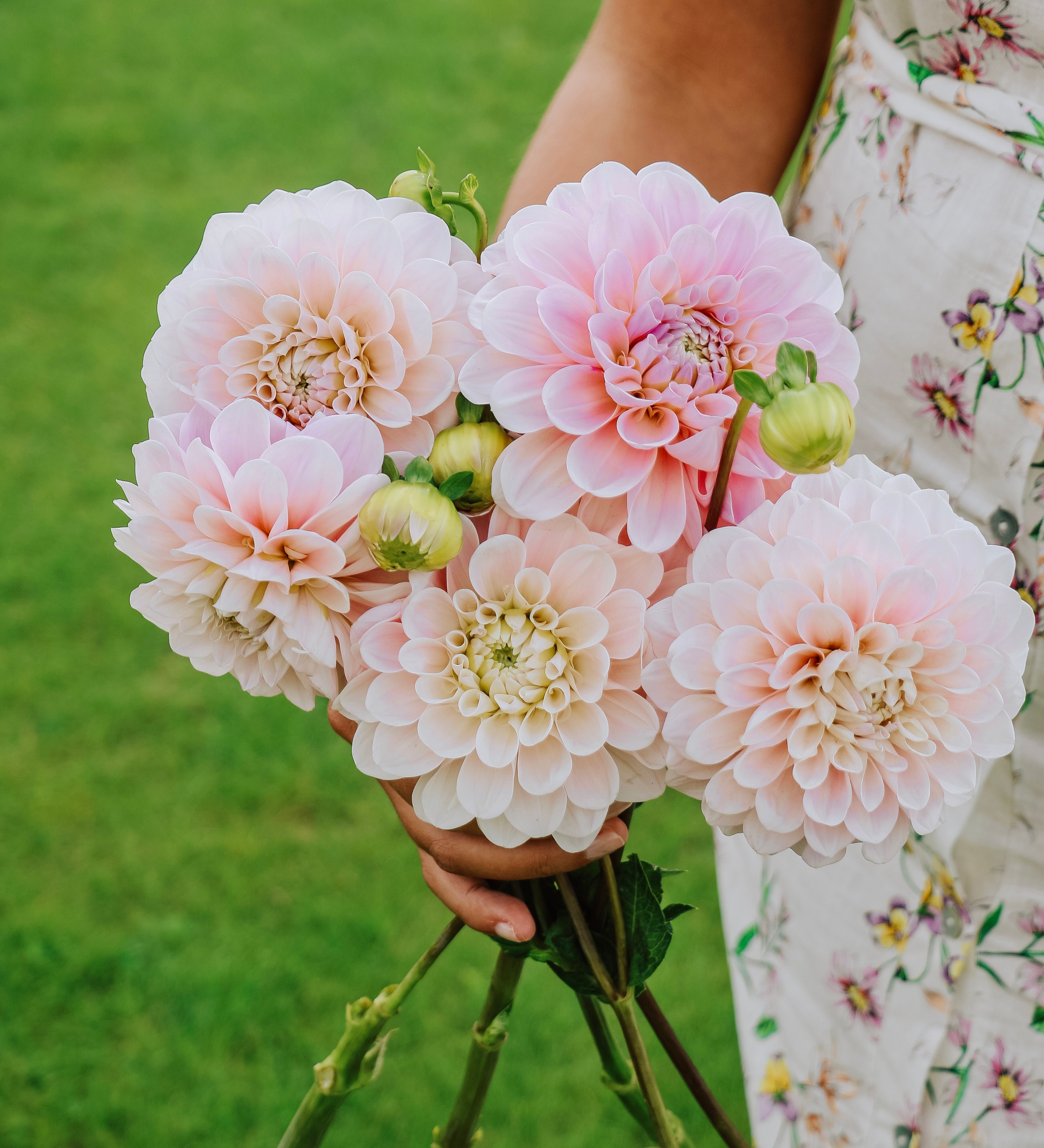 Dahlia 'Sweet Nathalie'-Angelo