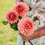 Dahlia 'Sweet Sanne'-Angelo