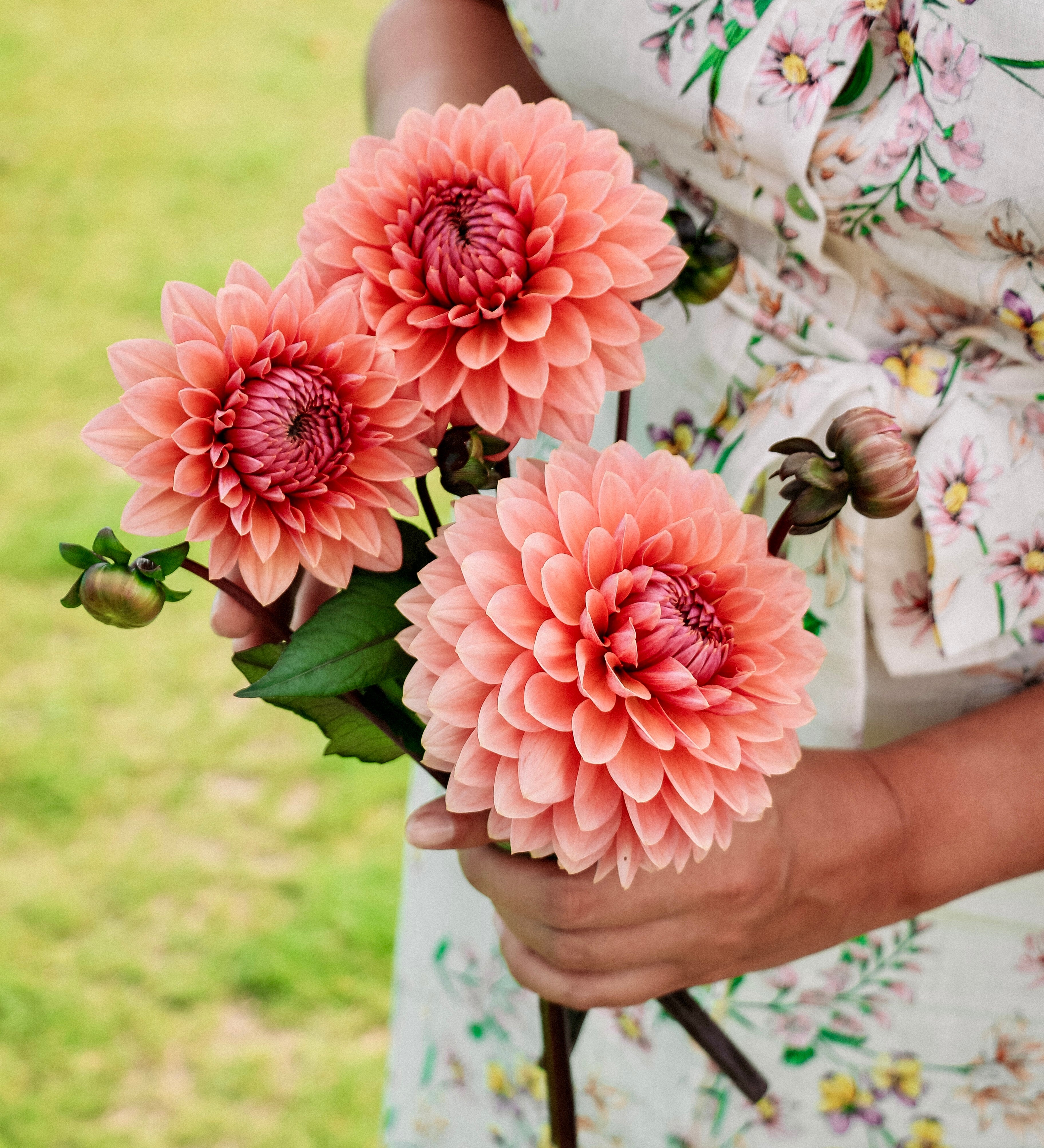 Dahlia 'Sweet Sanne'-Angelo