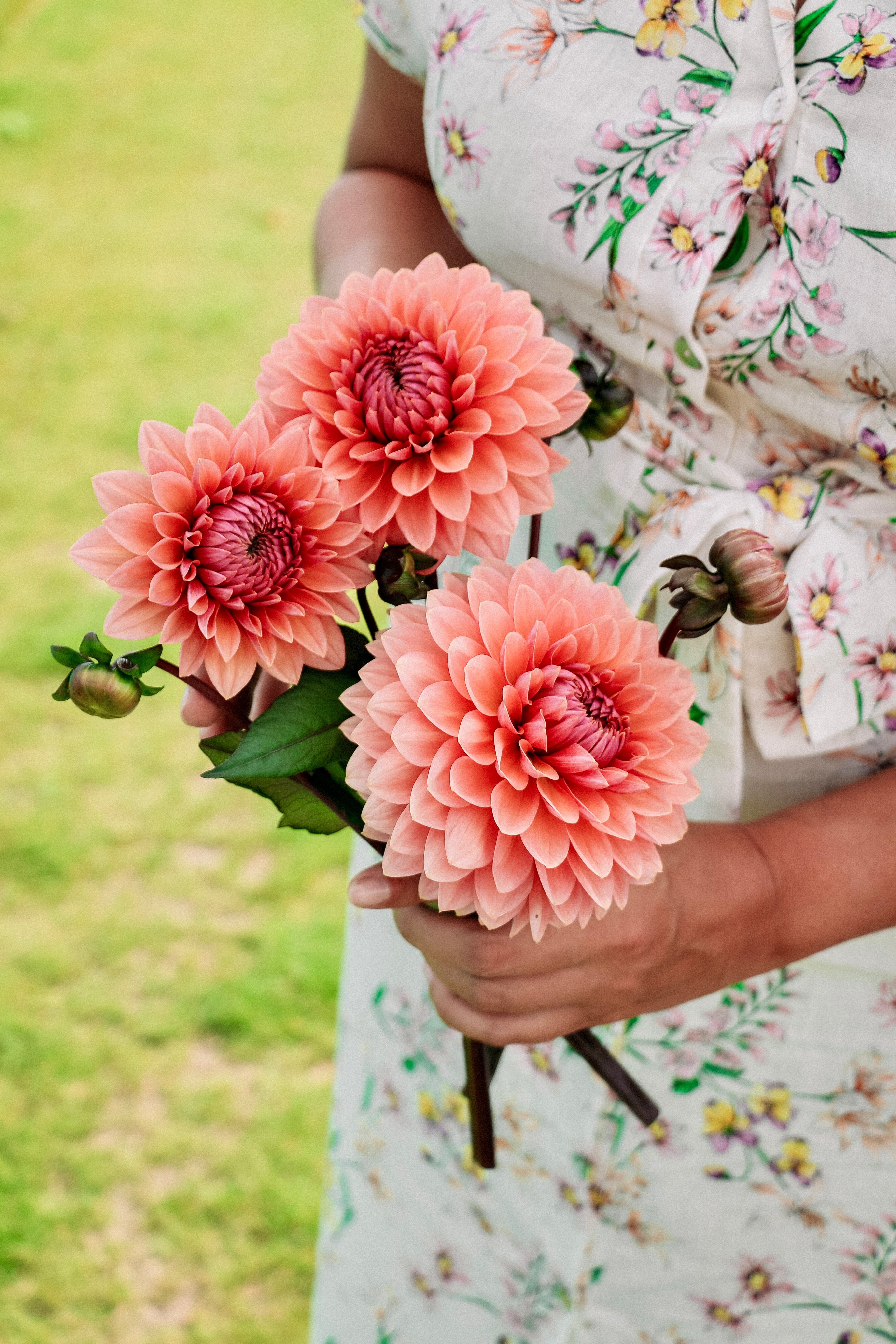 Dahlia 'Sweet Sanne'-Angelo