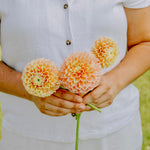 Dahlia 'Sweet Suzanne'-Angelo