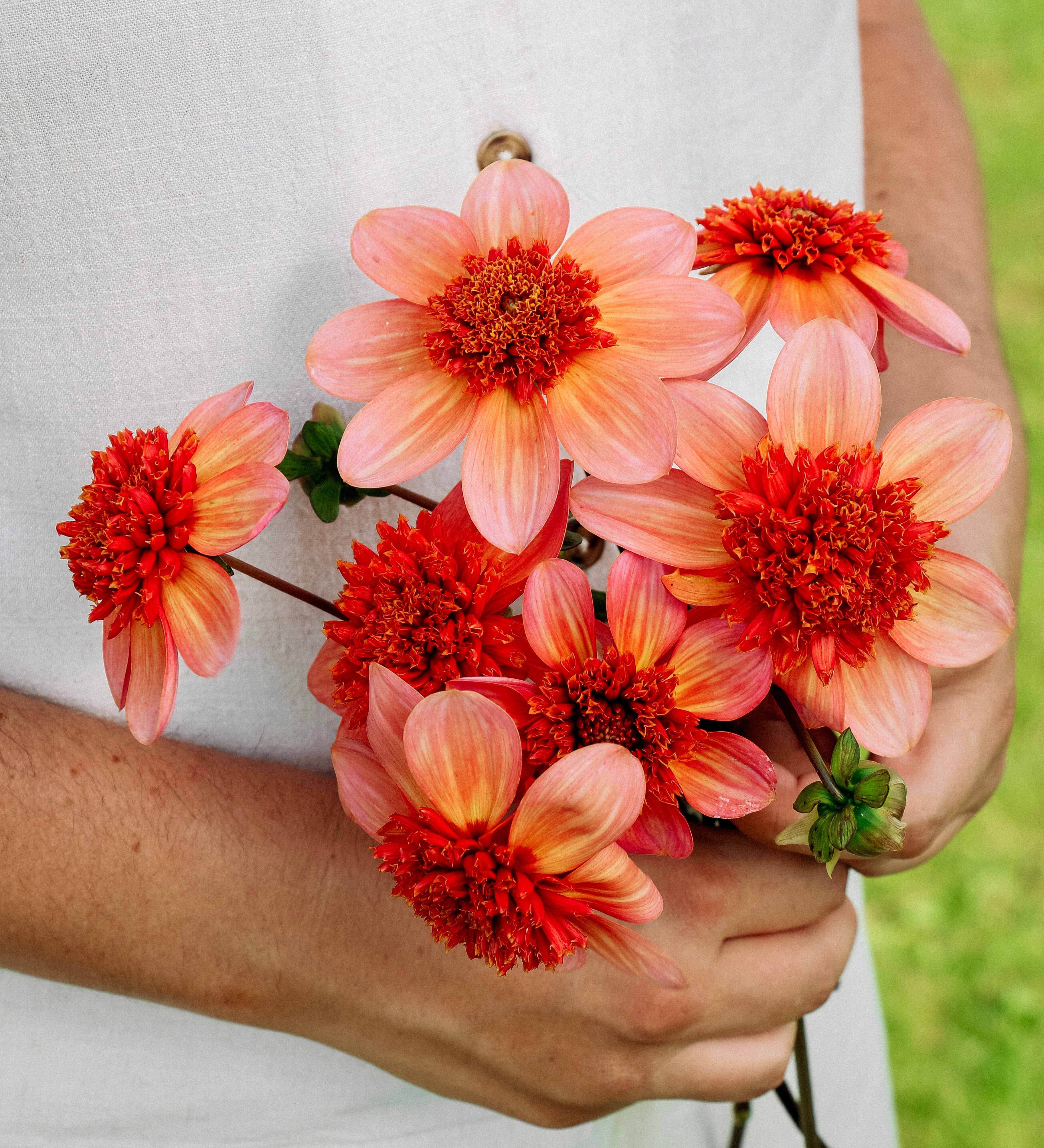 Dahlia 'Totally Tangerine'-Angelo