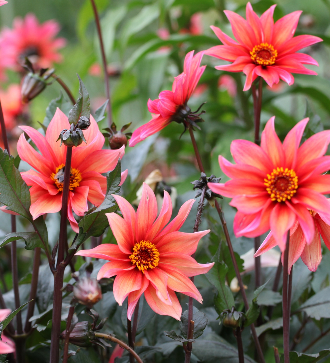 Dahlia 'Waltzing Mathilda'-Angelo