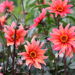 Dahlia 'Waltzing Mathilda'-Angelo