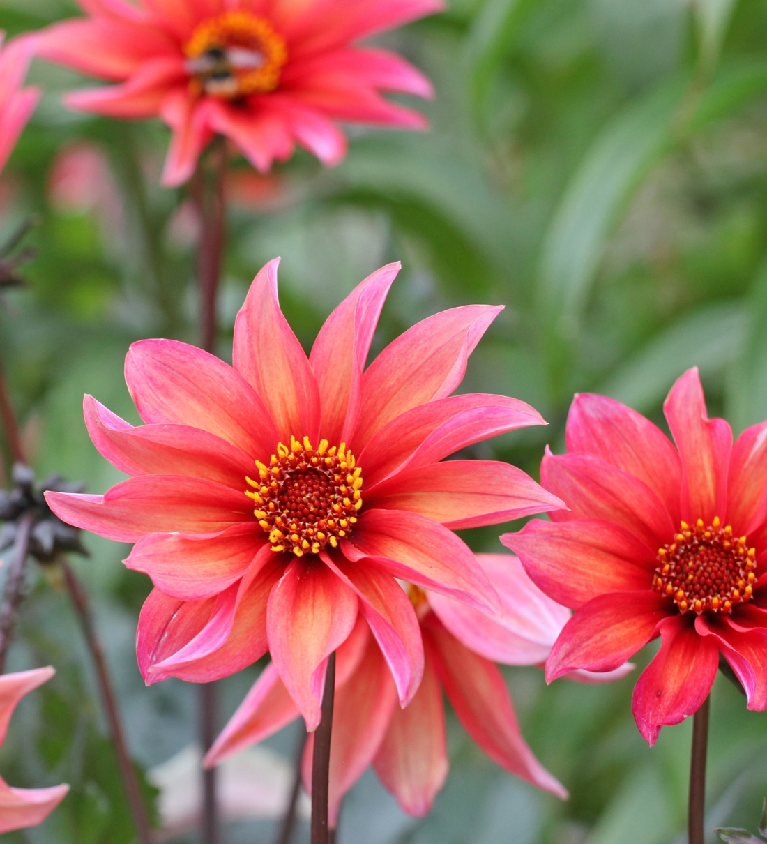 Dahlia 'Waltzing Mathilda'-Angelo