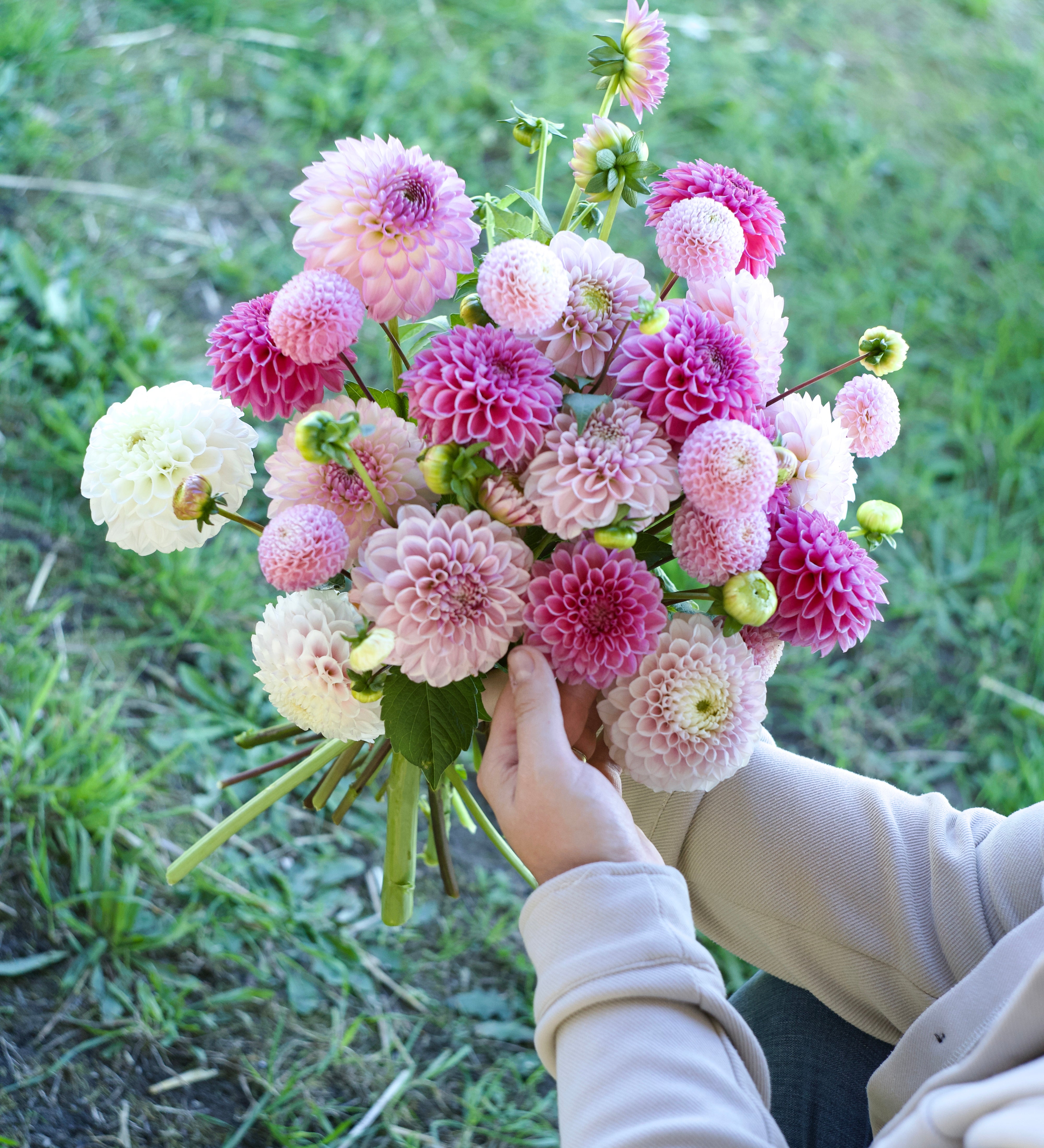 Dahliapakket: Bridal Pink-Angelo