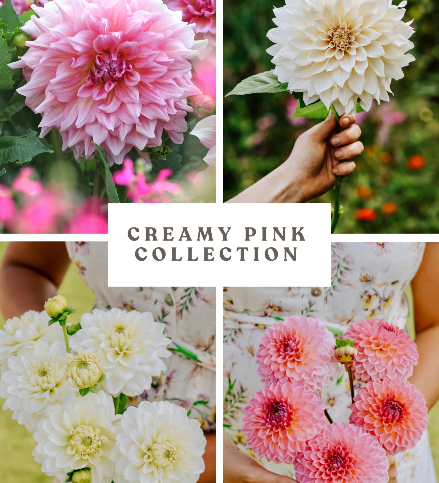 Dahliapakket: Creamy Pink-Angelo