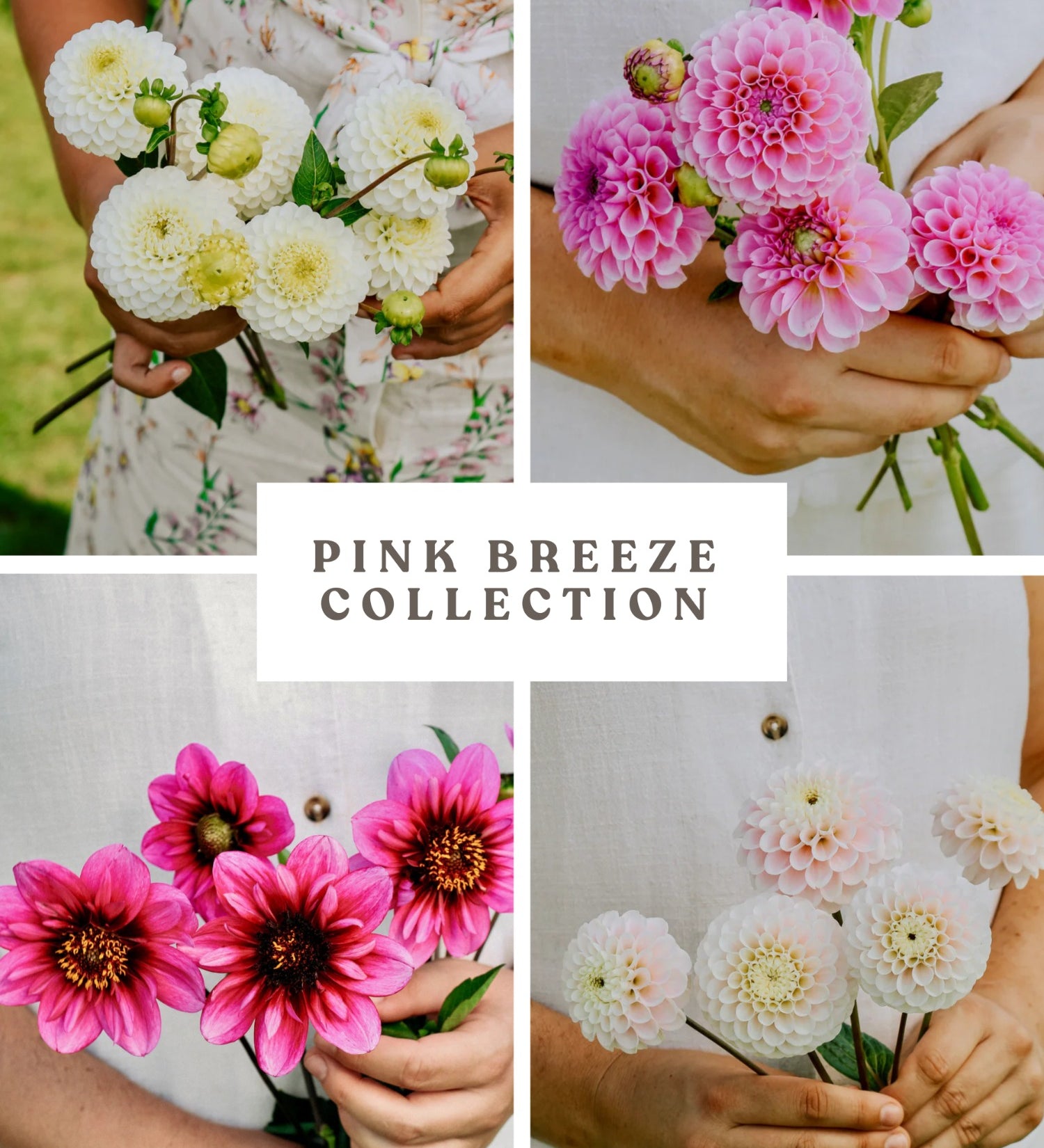 Dahliapakket: Pink Breeze-Angelo
