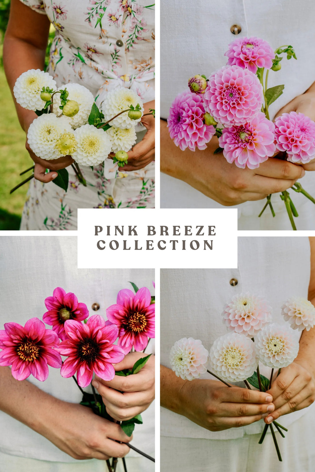 Dahliapakket: Pink Breeze-Angelo