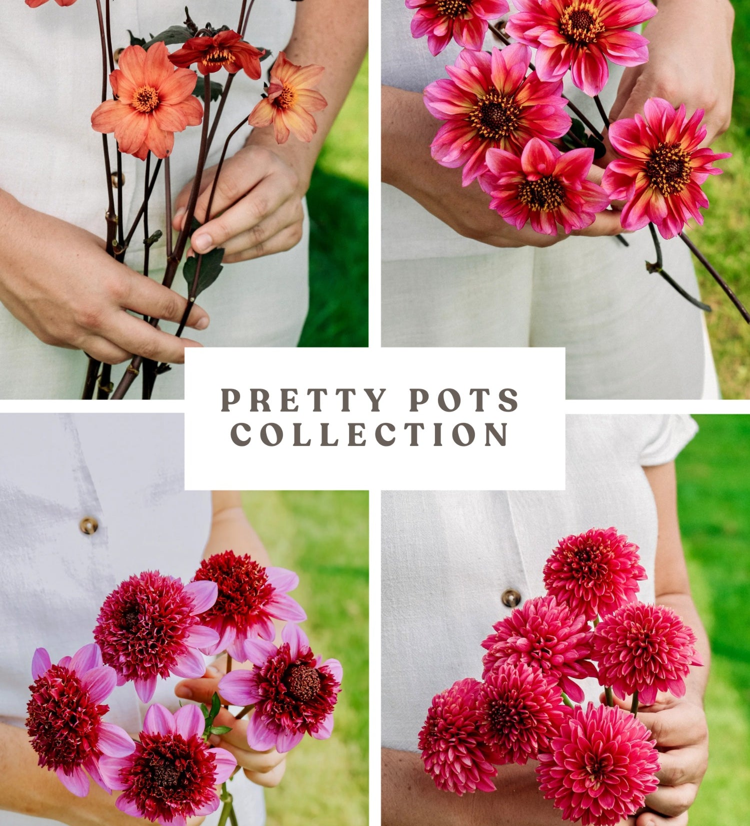 Dahliapakket: Pretty Pots-Angelo