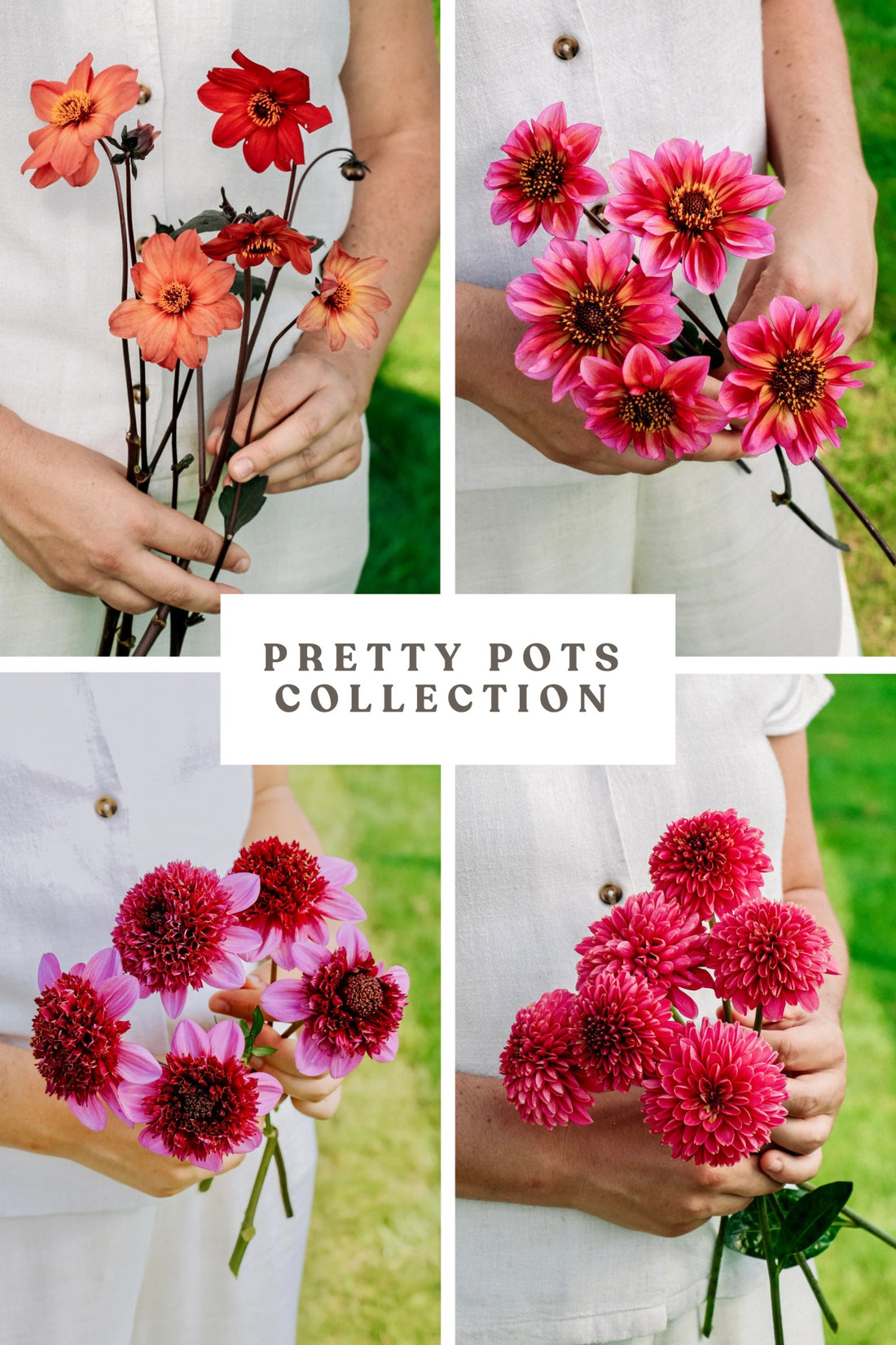 Dahliapakket: Pretty Pots-Angelo