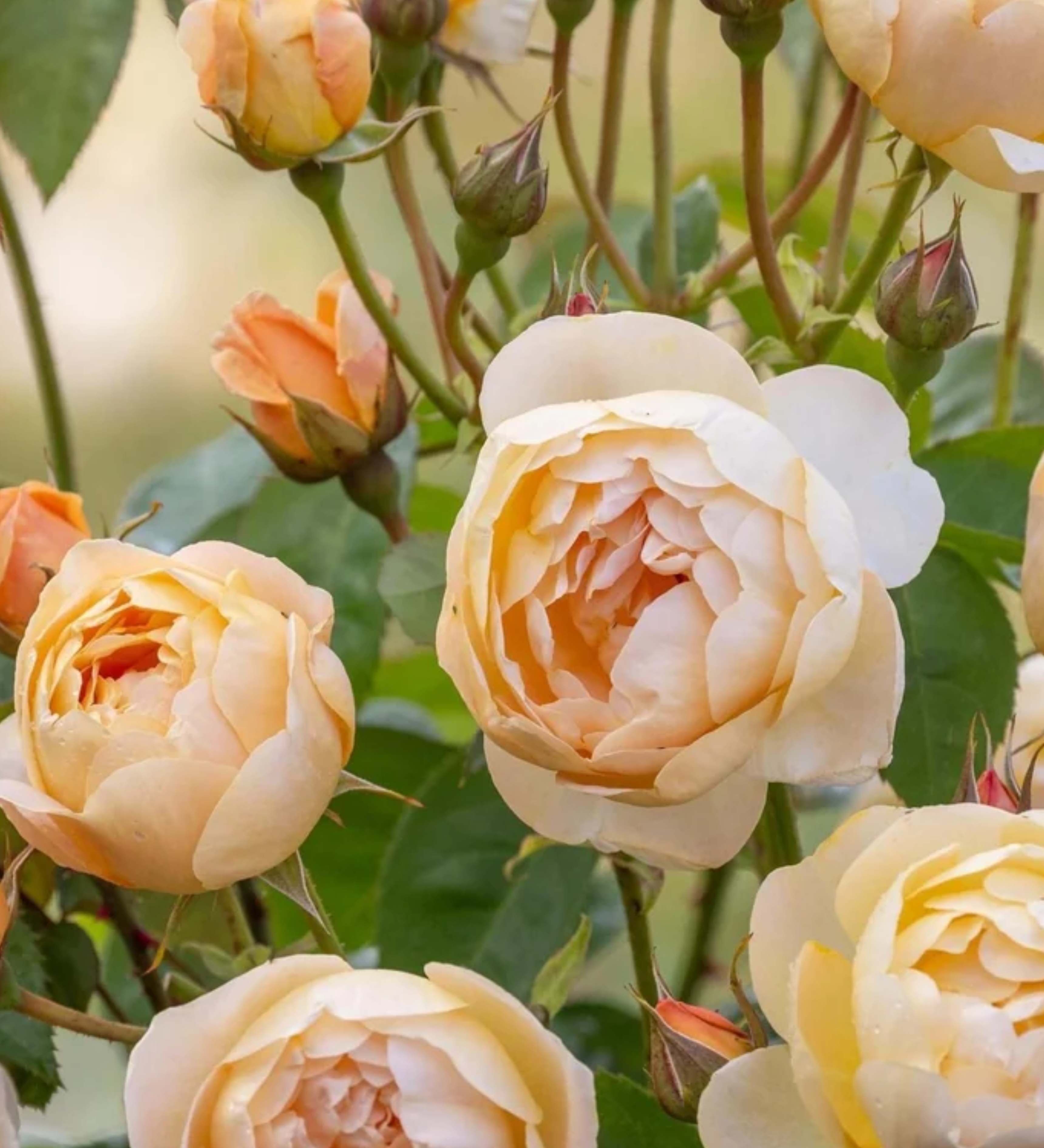 Ontdek onze rozen