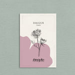 Daucus carota 'dara'-Angelo