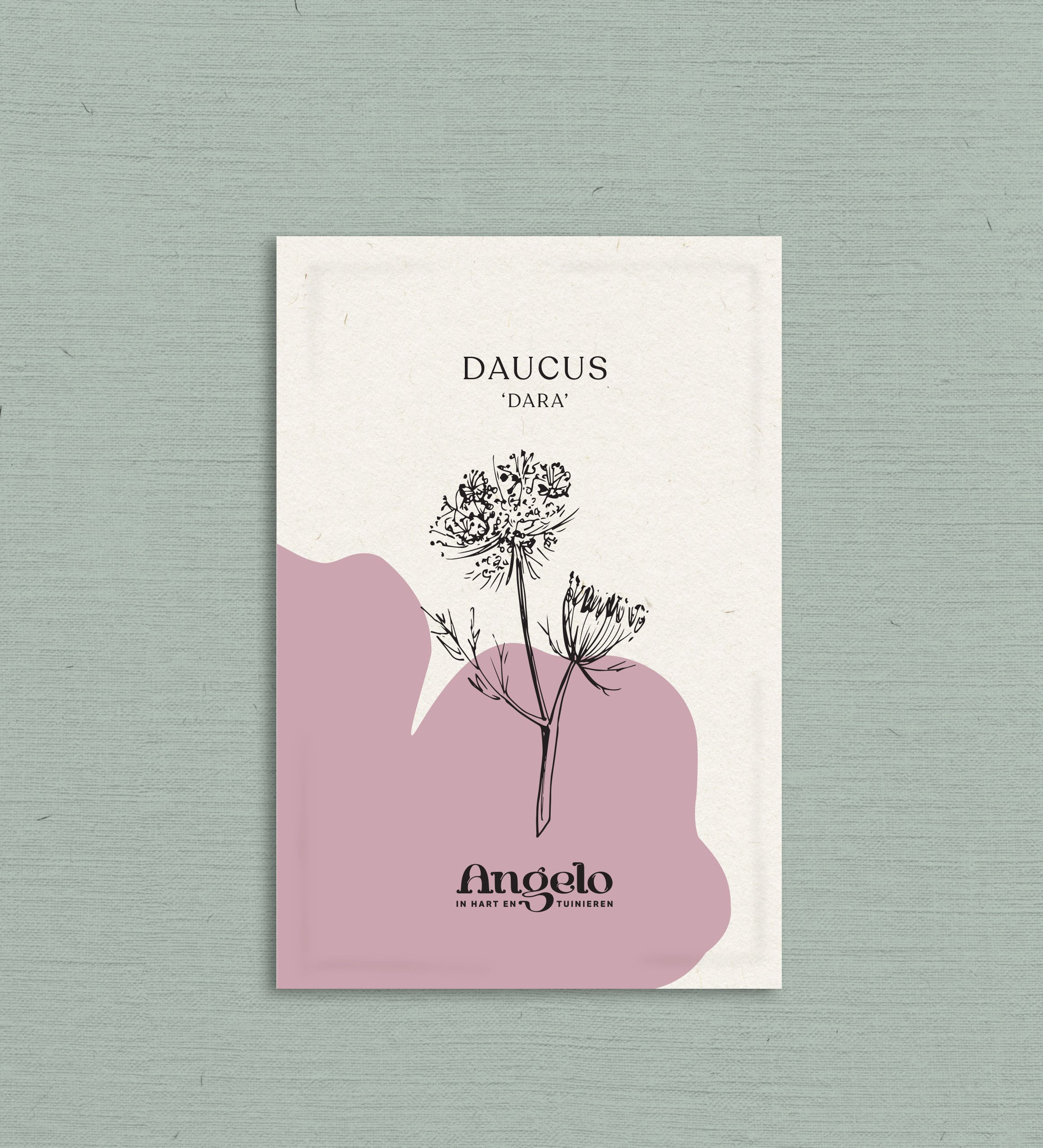 Daucus carota 'dara'-Angelo