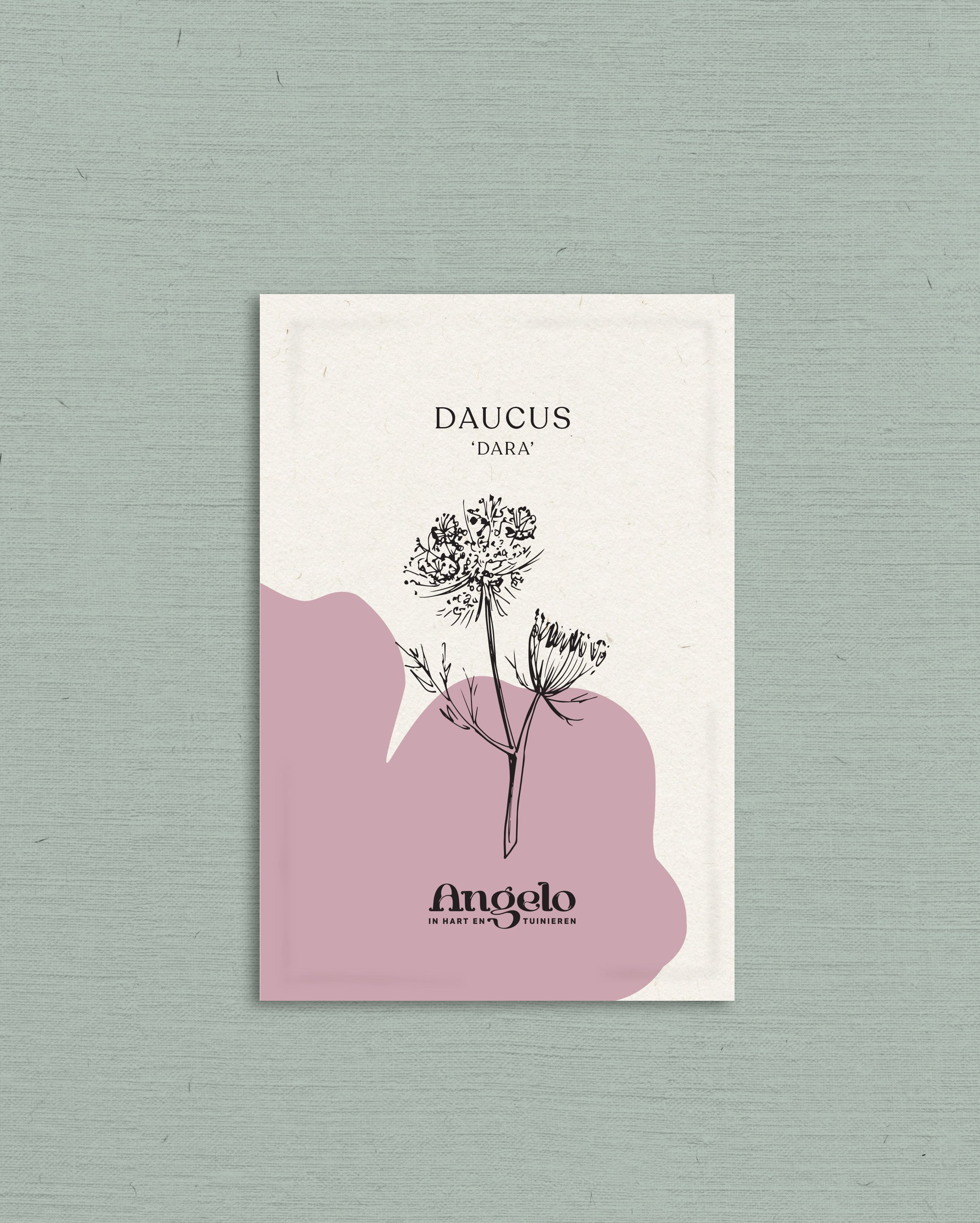 Daucus carota 'dara'-Angelo