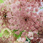 Daucus carota 'dara'-Angelo