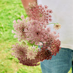 Daucus carota 'dara'-Angelo