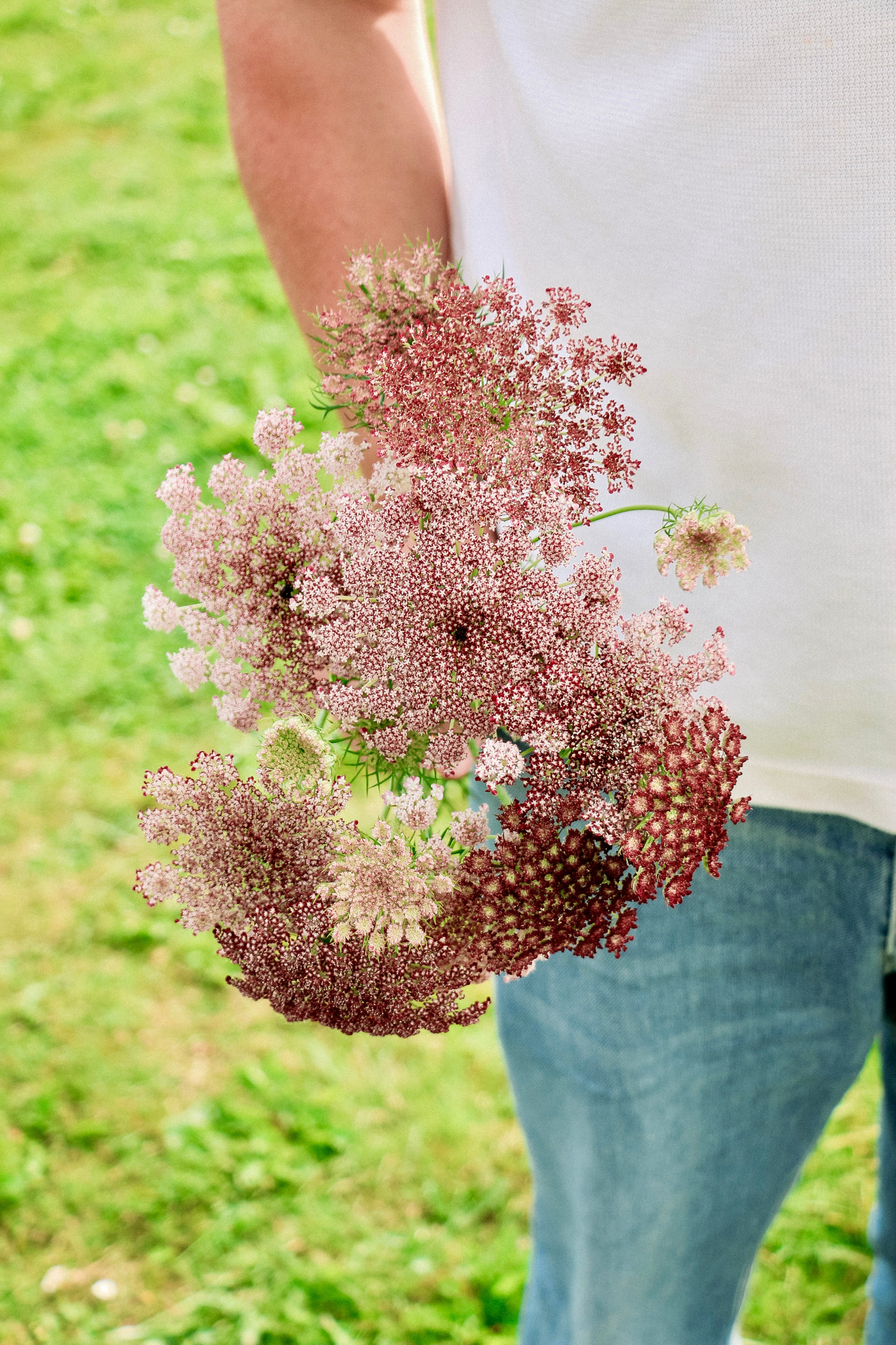 Daucus carota 'dara'-Angelo