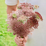 Daucus carota 'dara'-Angelo