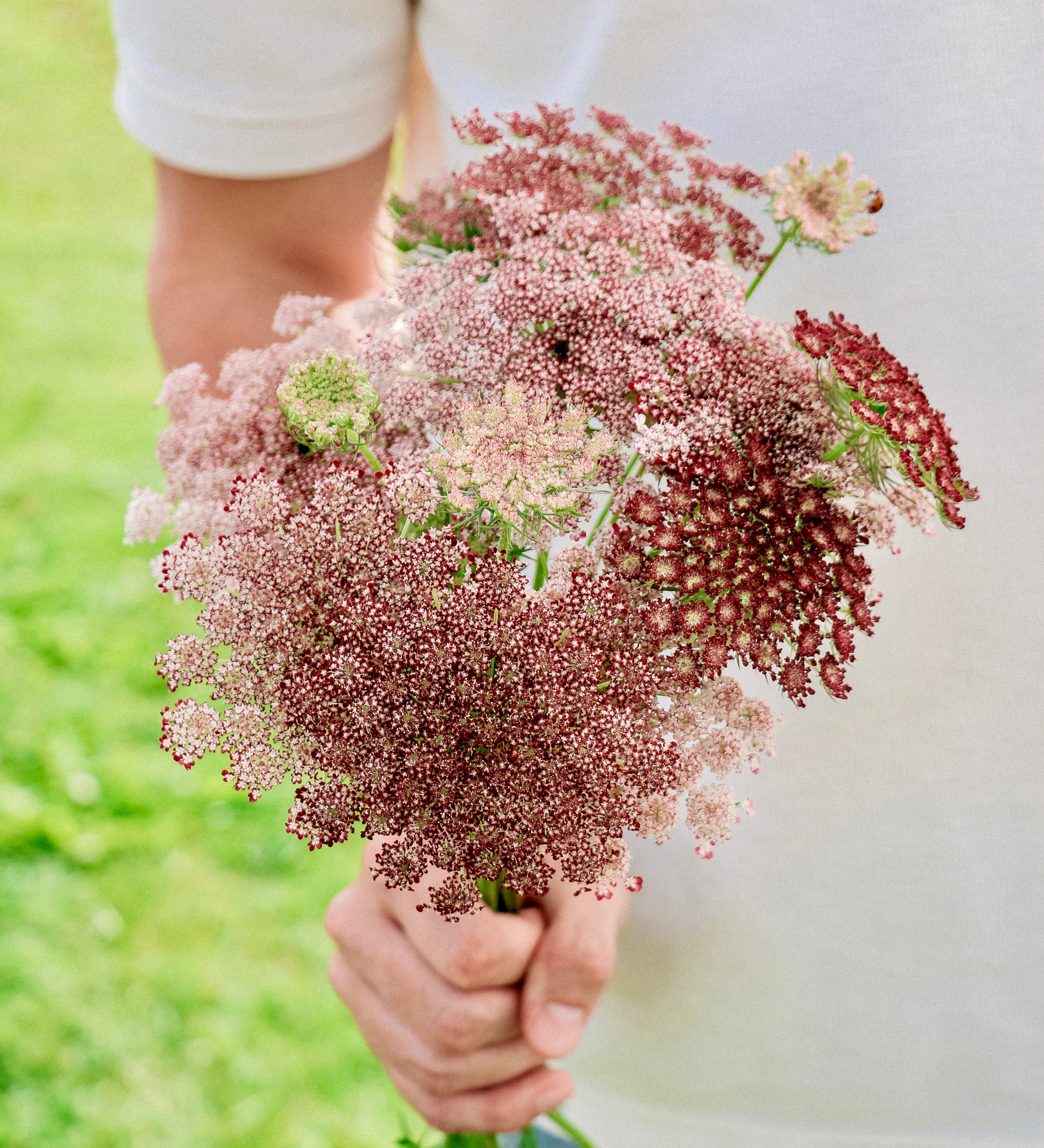 Daucus carota 'dara'-Angelo