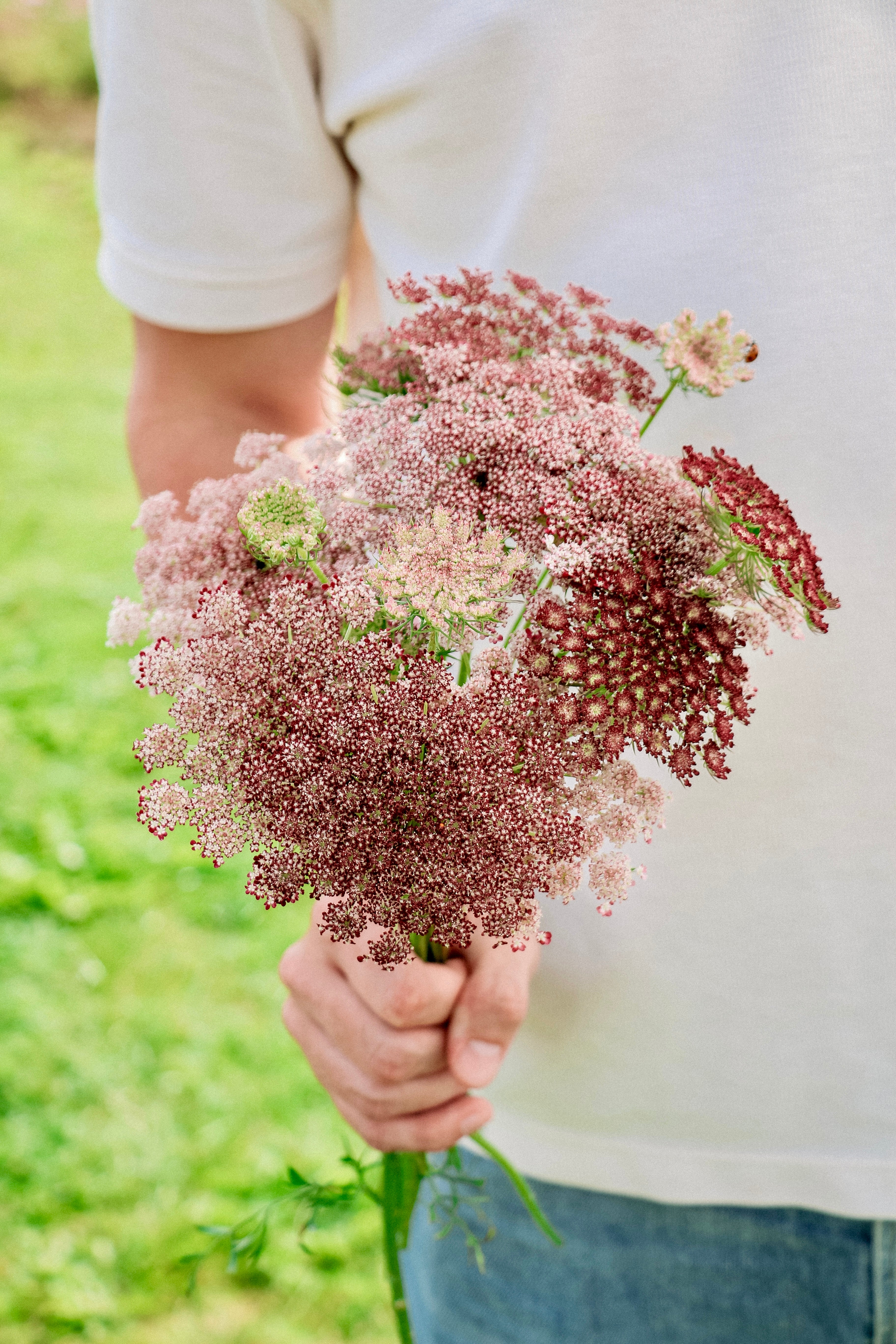 Daucus carota 'dara'-Angelo