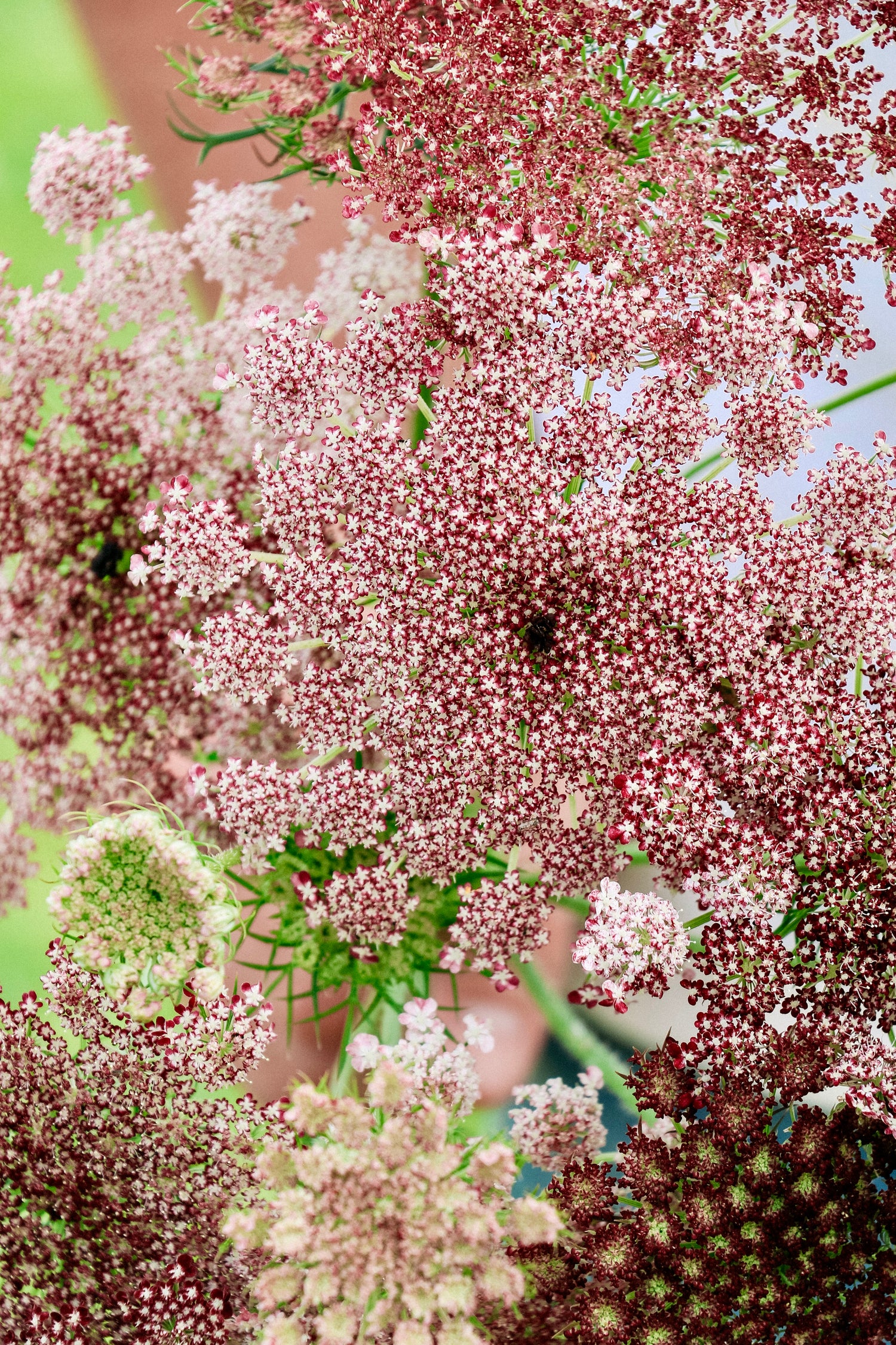 Daucus carota &