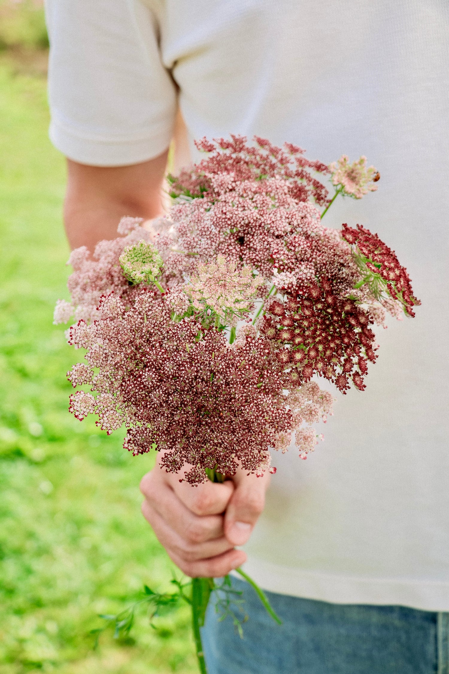 Daucus carota &