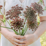 Daucus carota 'purple kisses'-Angelo