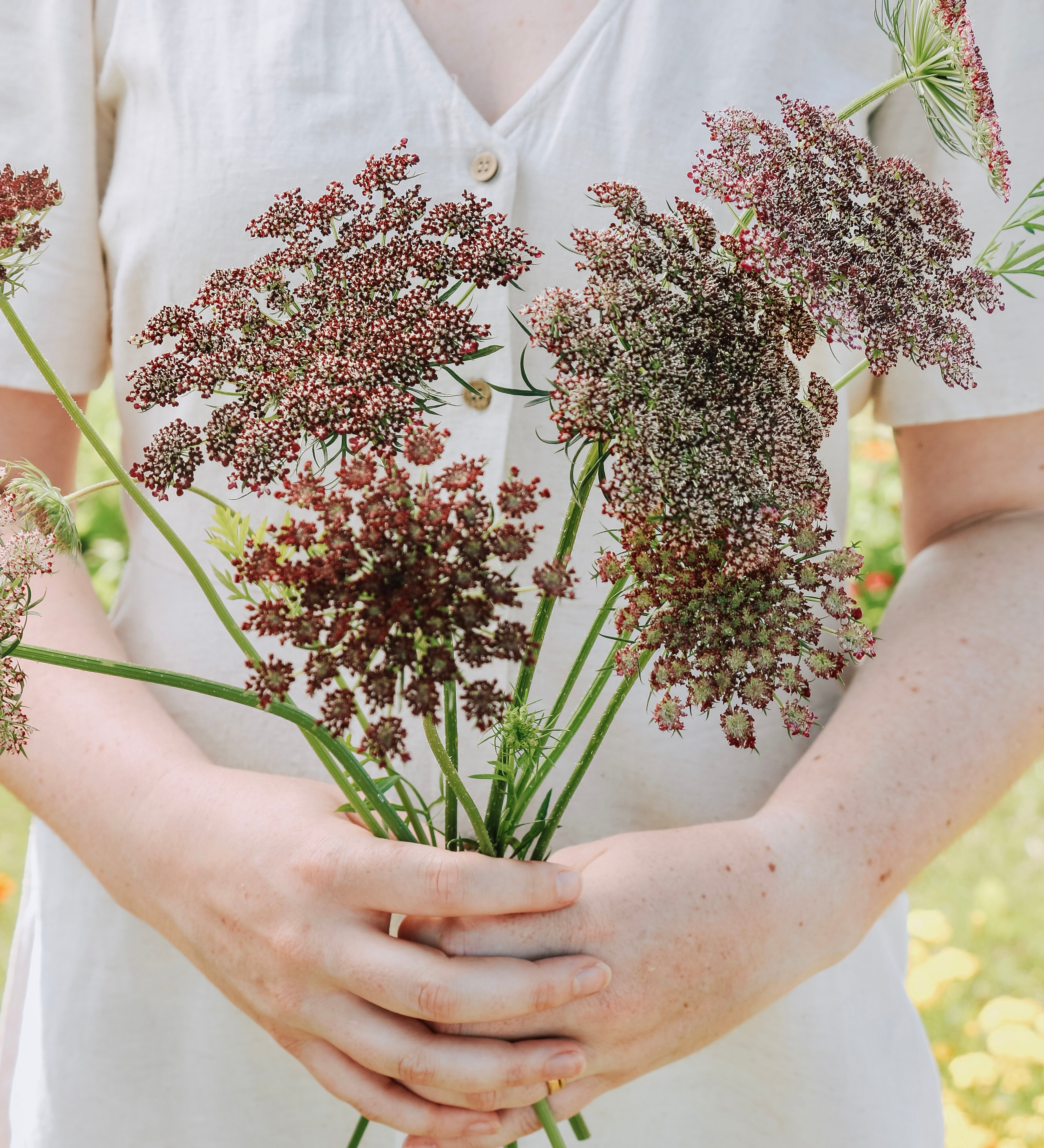 Daucus carota 'purple kisses'-Angelo