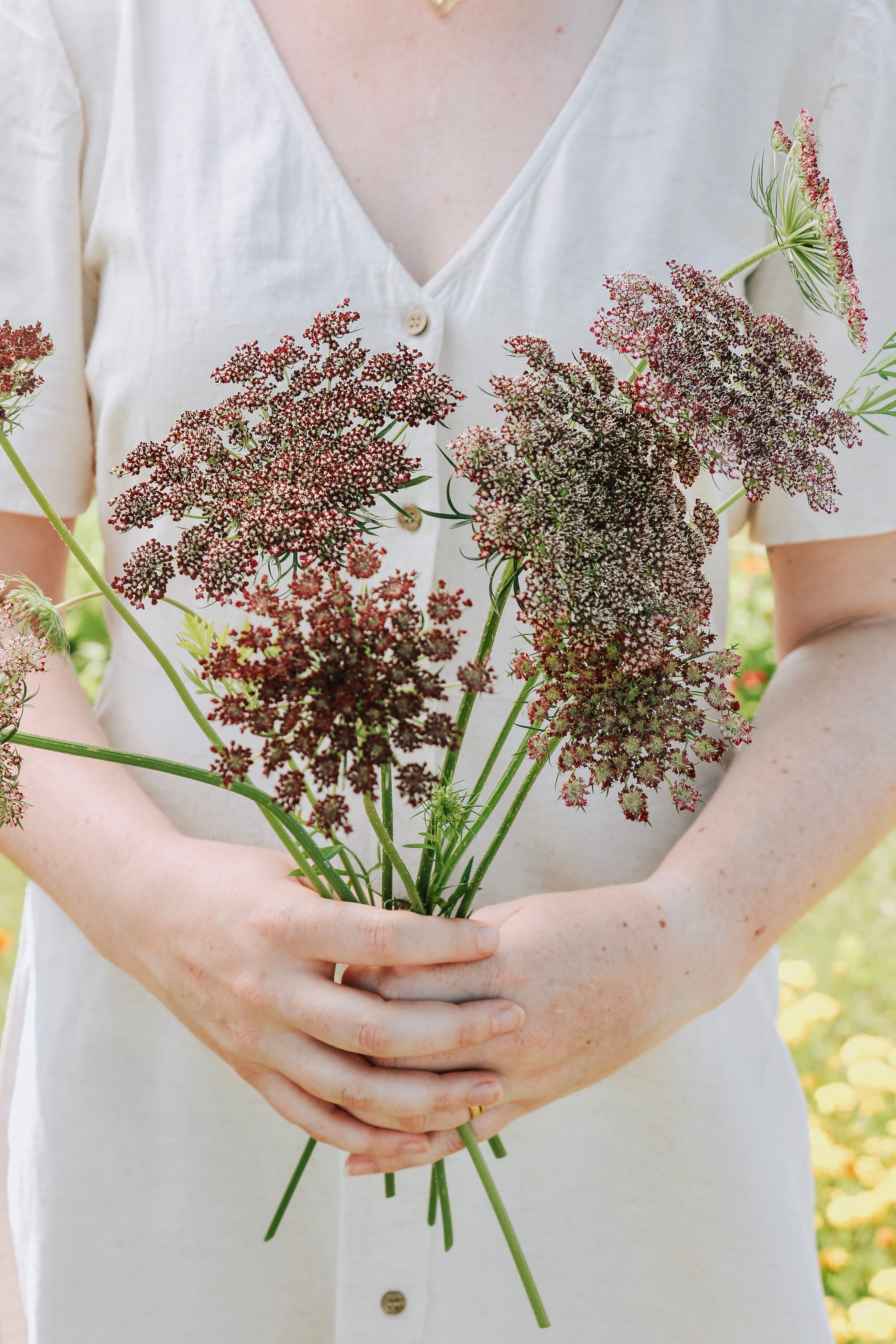 Daucus carota 'purple kisses'-Angelo