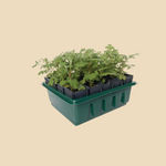 Deep root zaaitray-Angelo