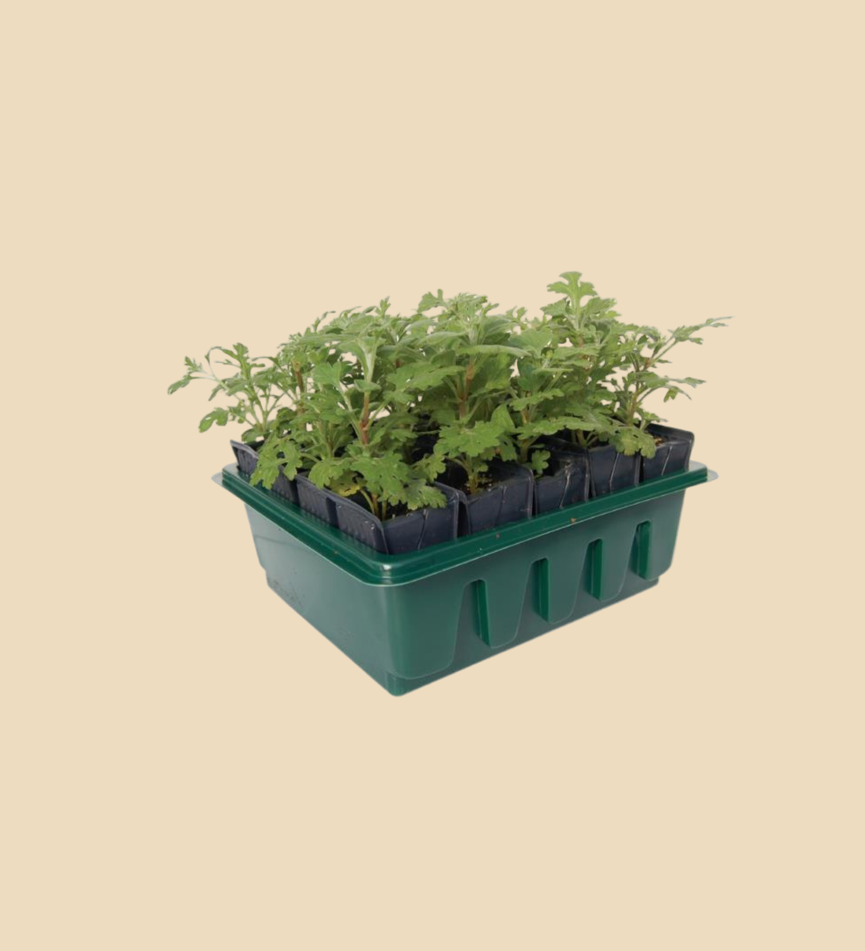 Deep root zaaitray-Angelo