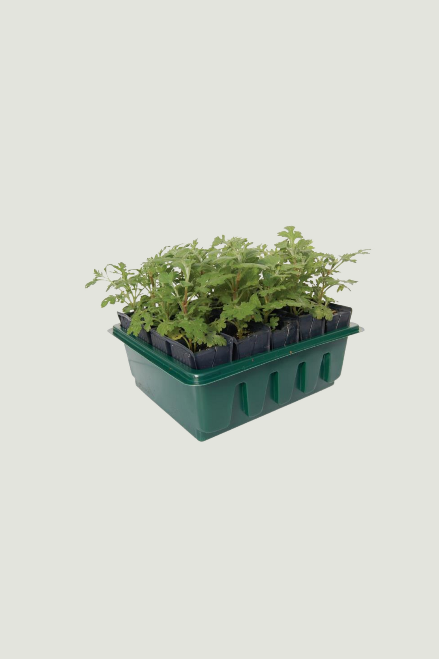 Deep root zaaitray-Angelo