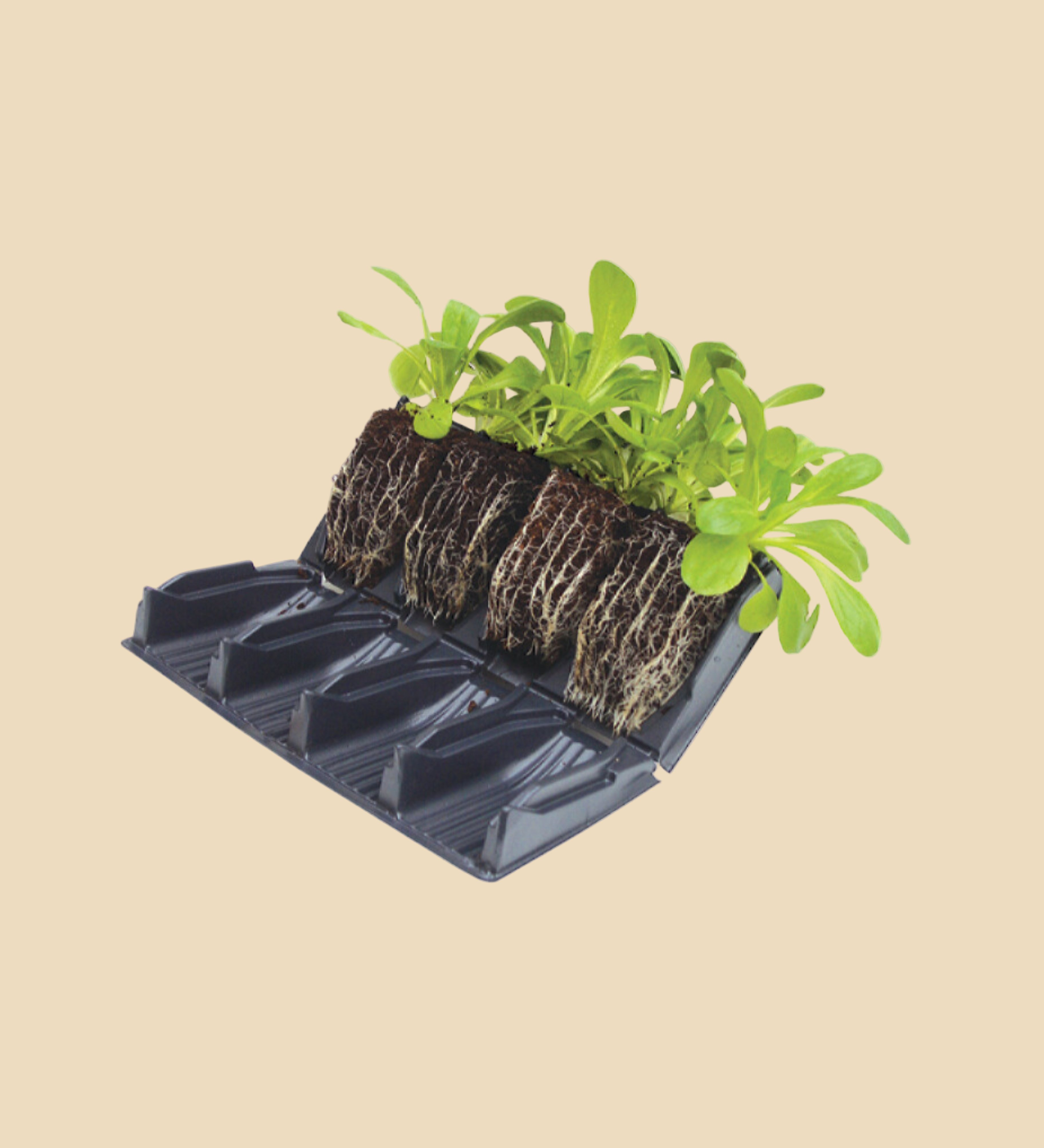 Deep root zaaitray-Angelo
