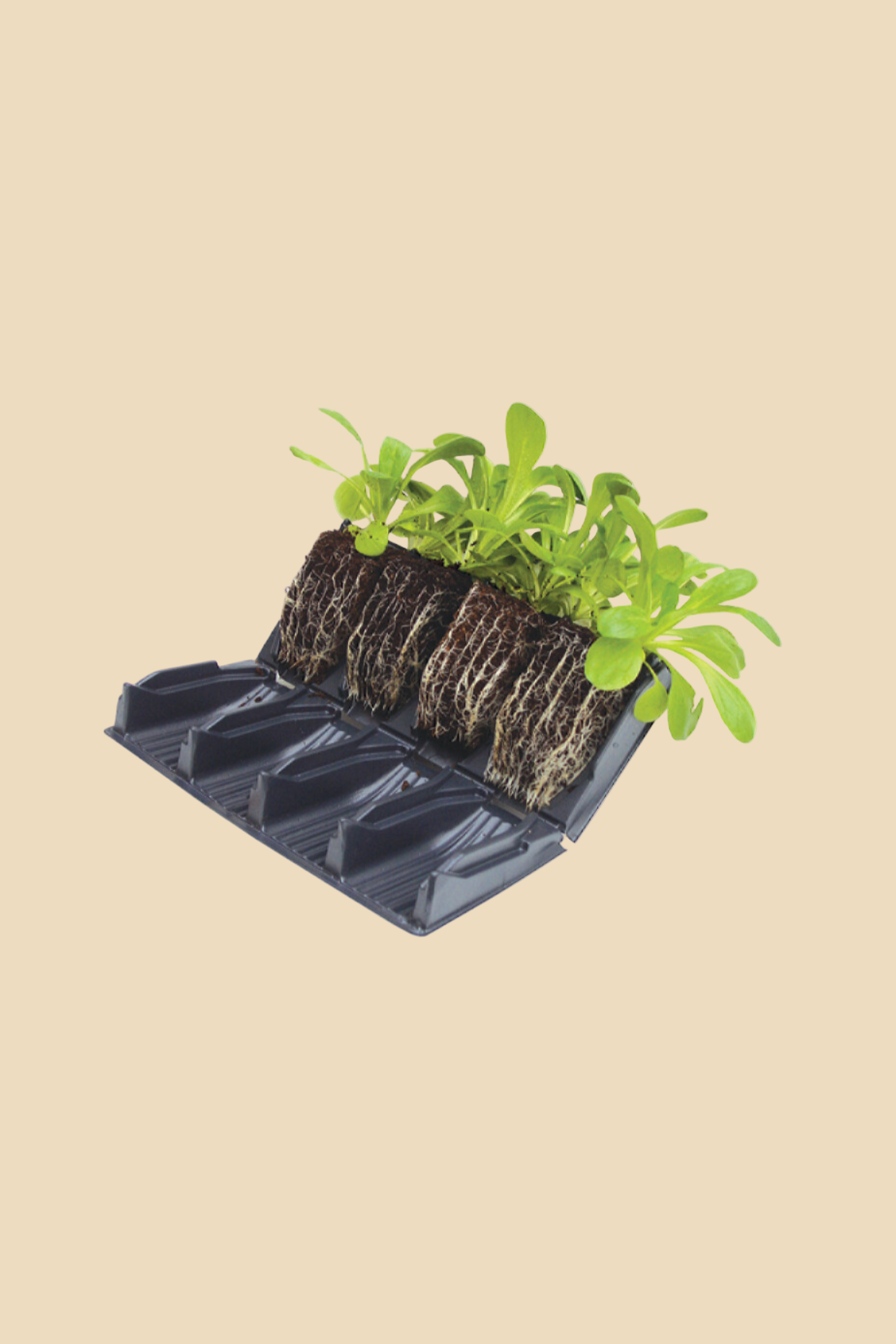 Deep root zaaitray-Angelo