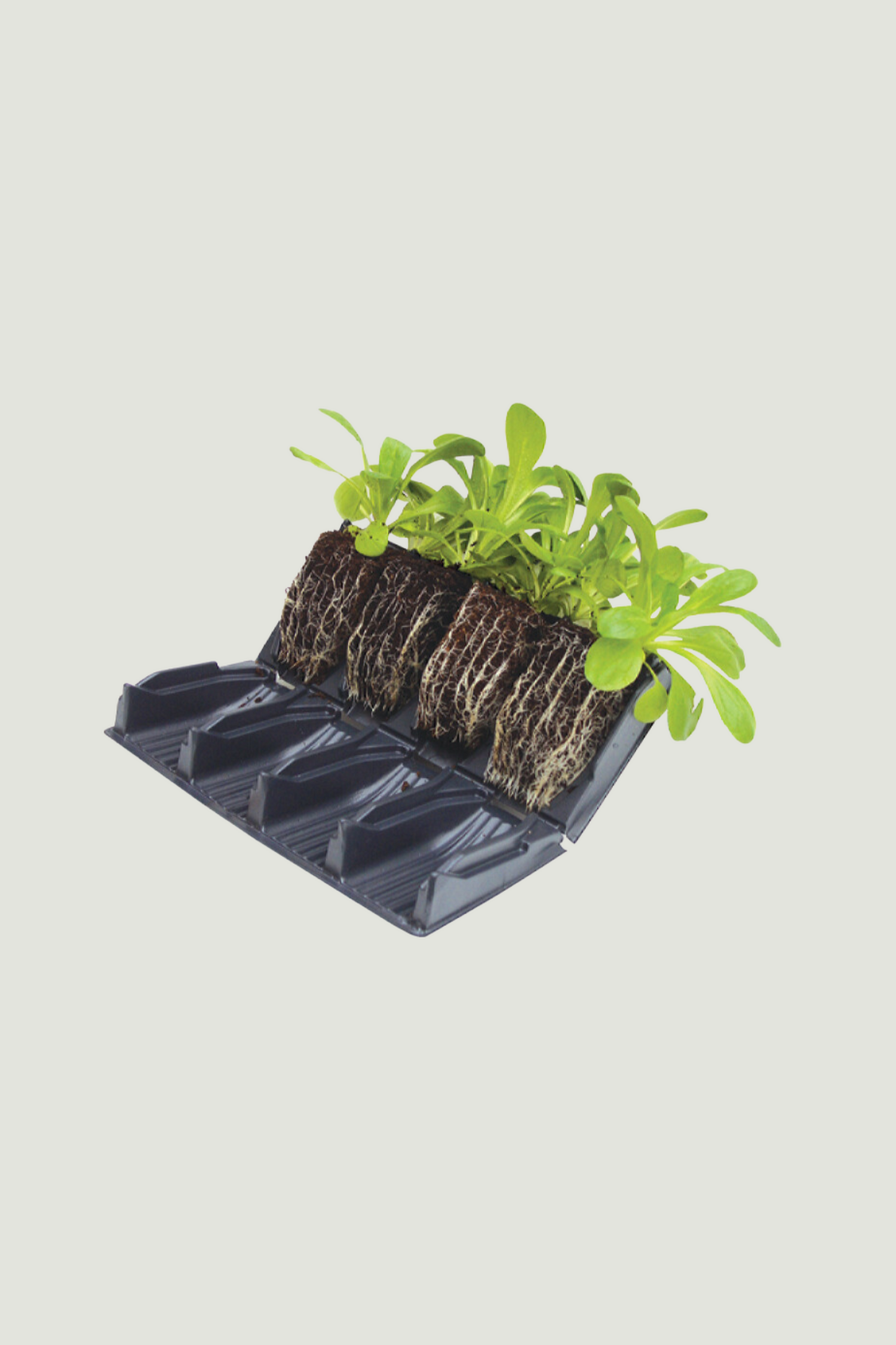 Deep root zaaitray-Angelo