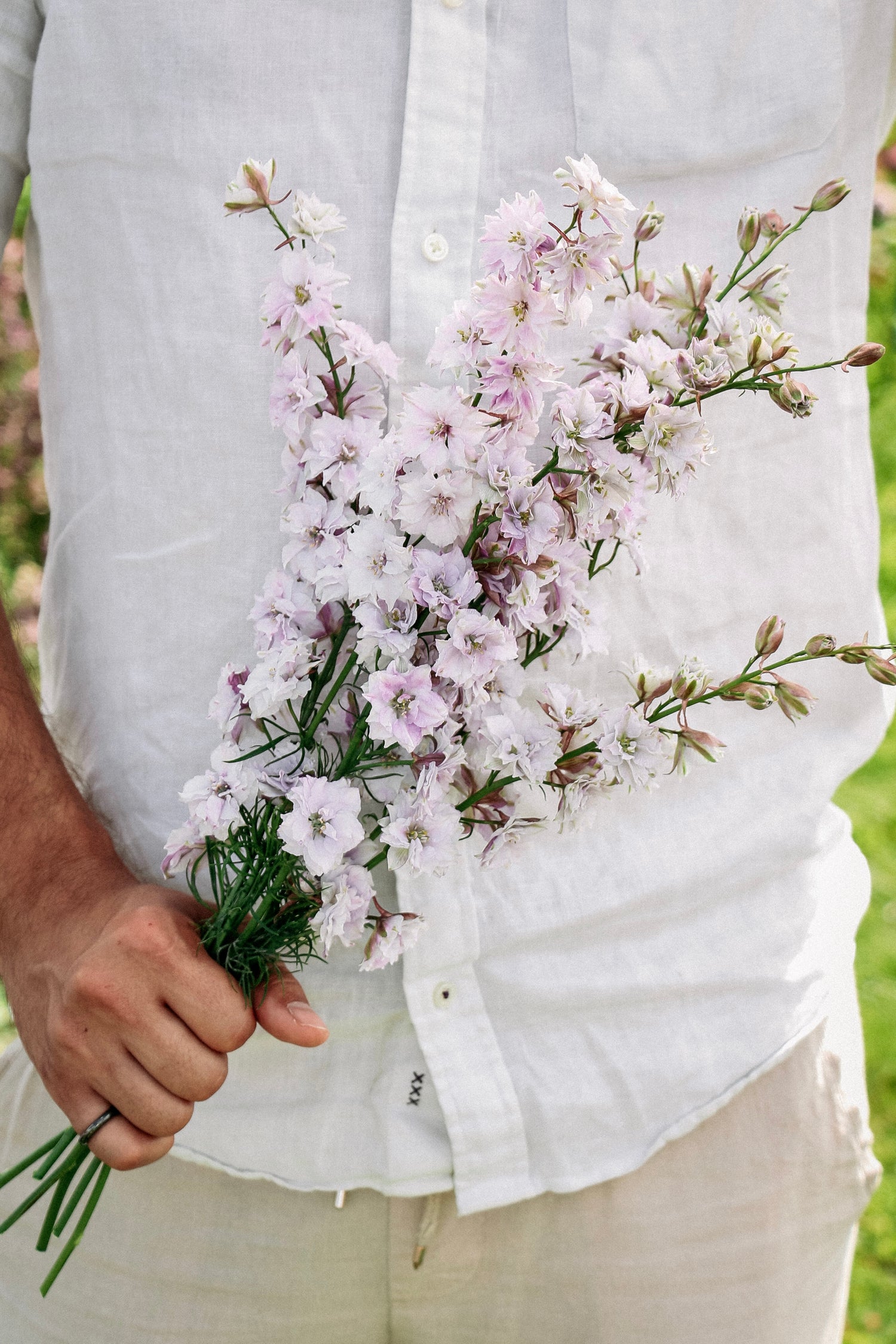 Delphinium consolida &