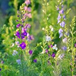 Delphinium consolida 'Qis formula mixture'-Angelo
