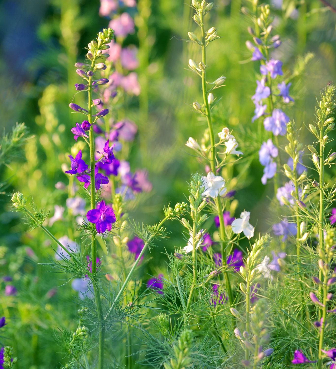 Delphinium consolida 'Qis formula mixture'-Angelo