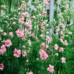 Delphinium consolida 'qis rose'-Angelo