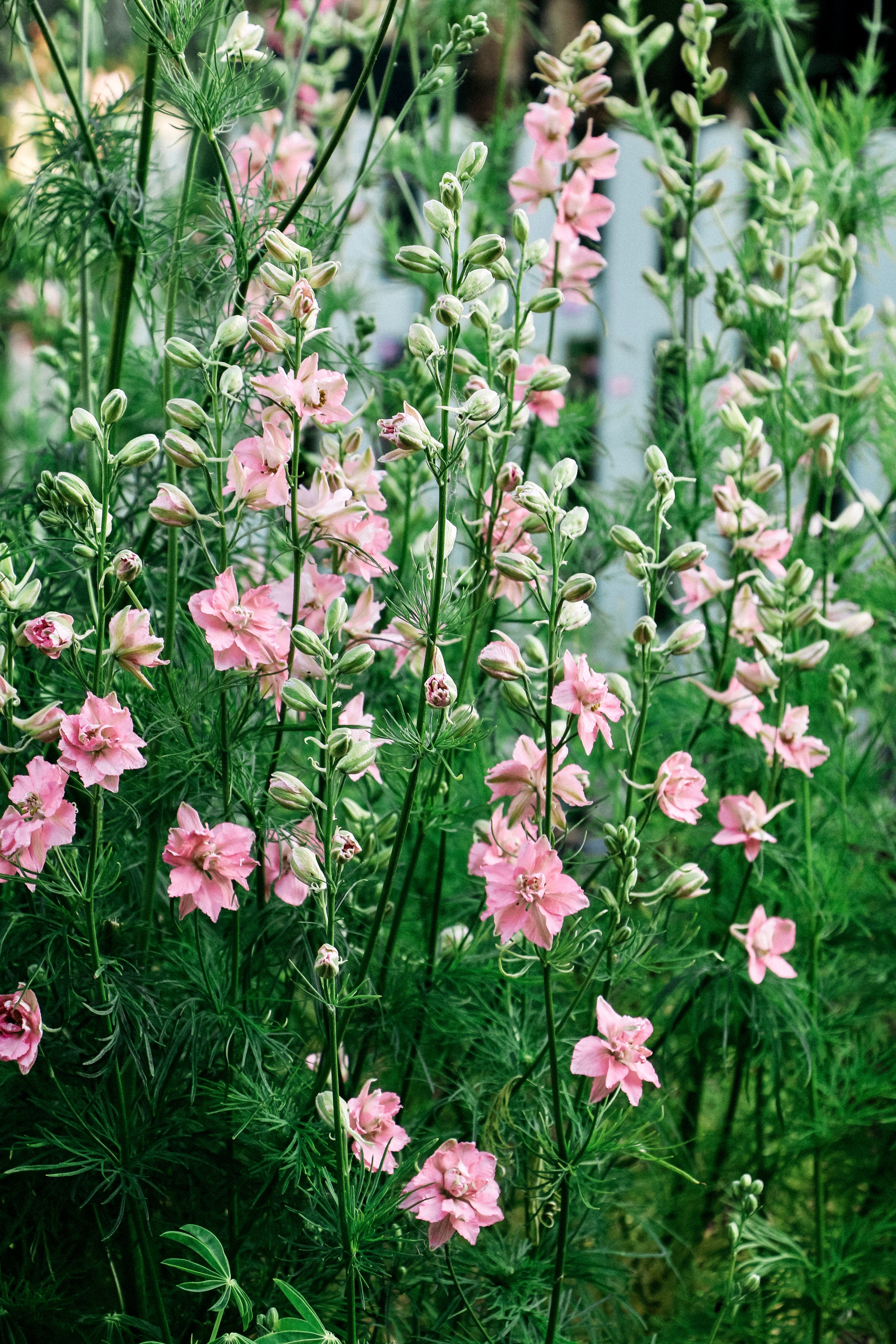 Delphinium consolida 'qis rose'-Angelo