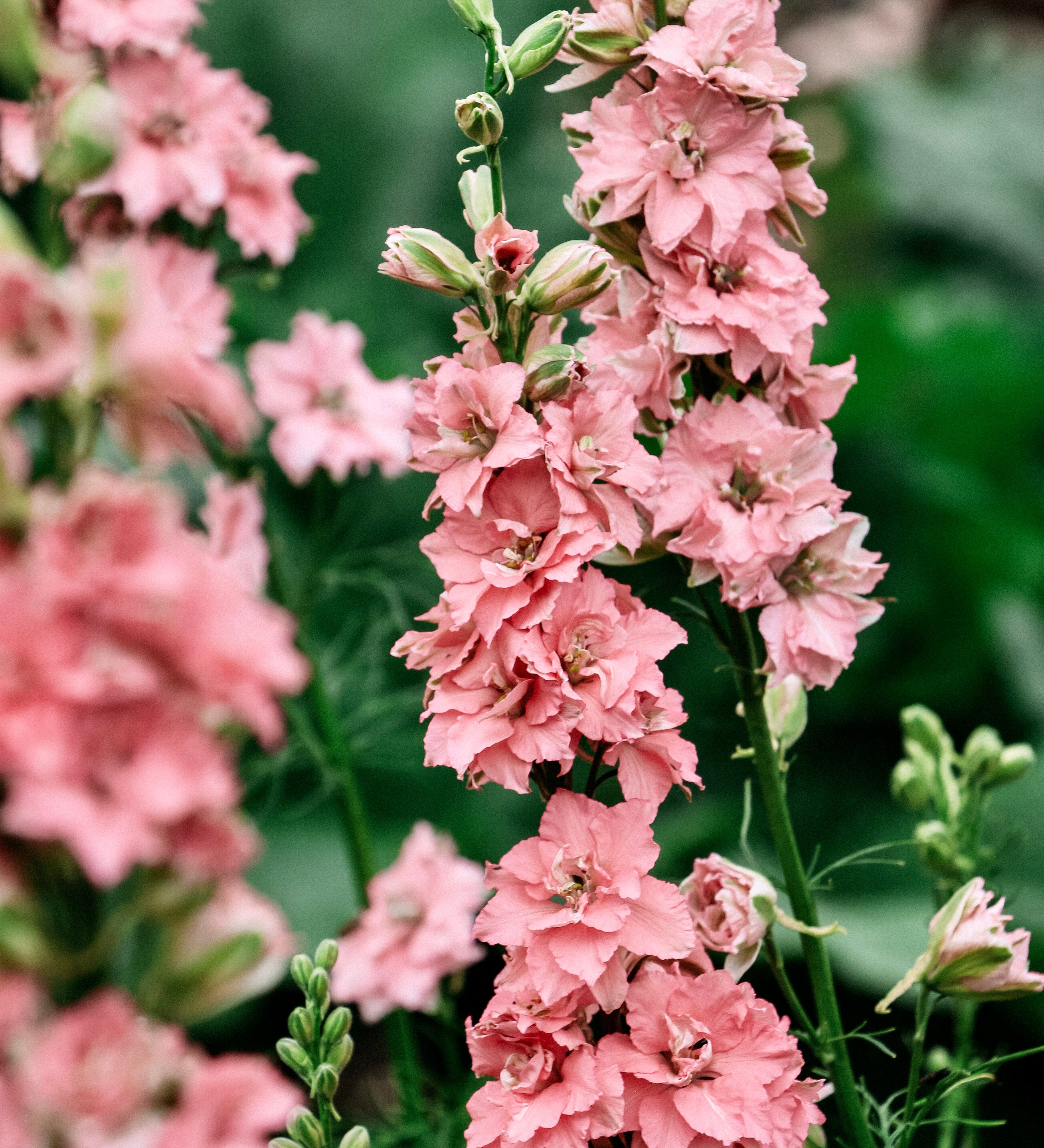 Delphinium consolida 'qis rose'-Angelo