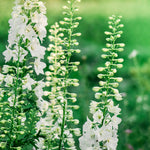 Delphinium consolida 'qis white'-Angelo