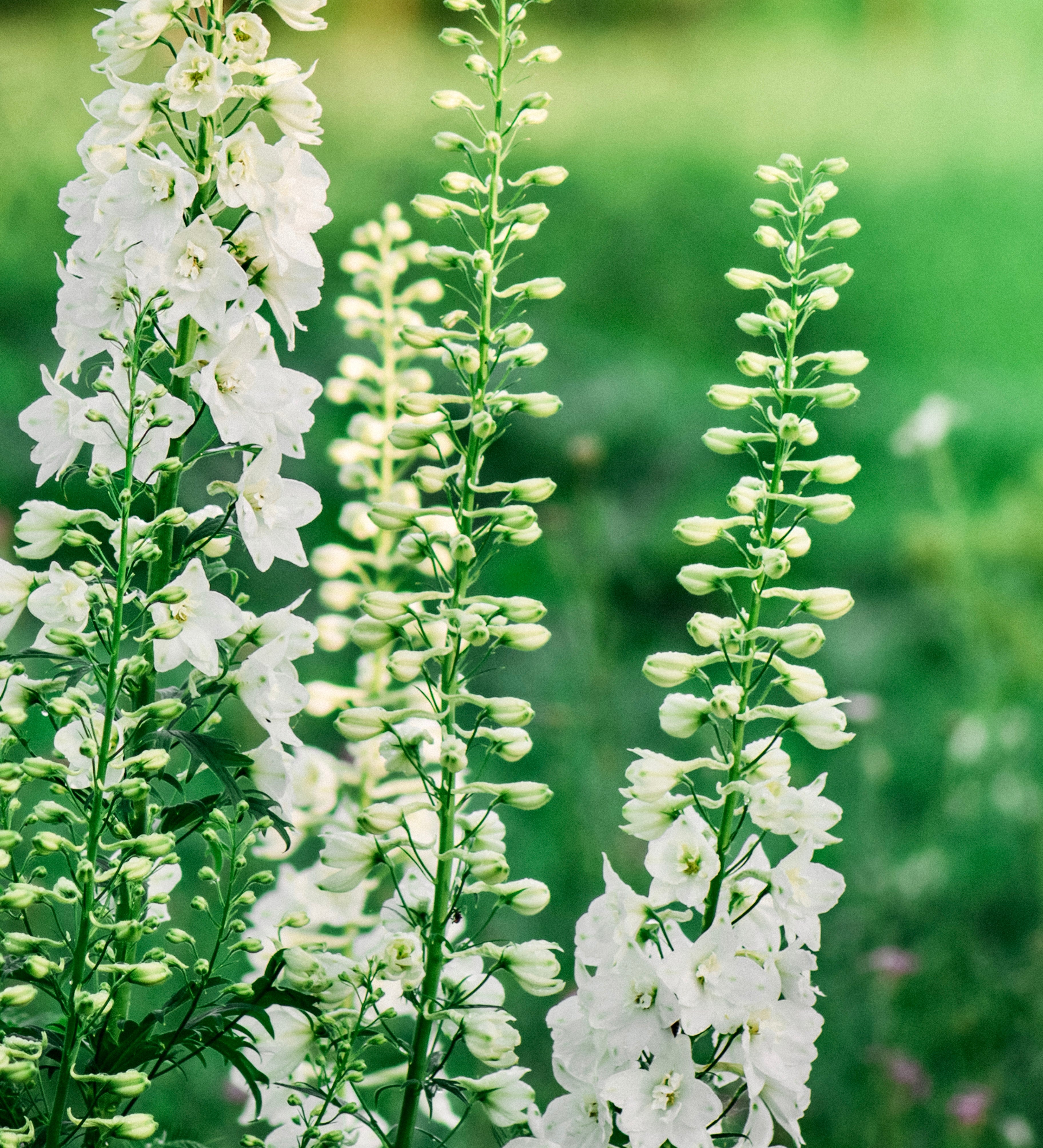 Delphinium consolida 'qis white'-Angelo