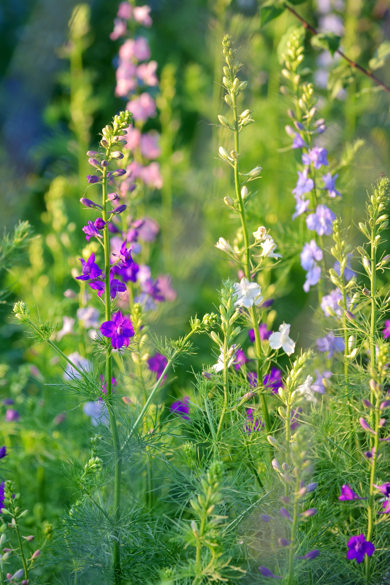 Delphinium consolida &