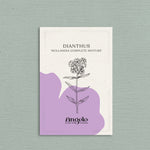 Dianthus barbatus 'hollandia' complete mixture-Angelo