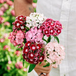 Dianthus barbatus 'hollandia' complete mixture-Angelo