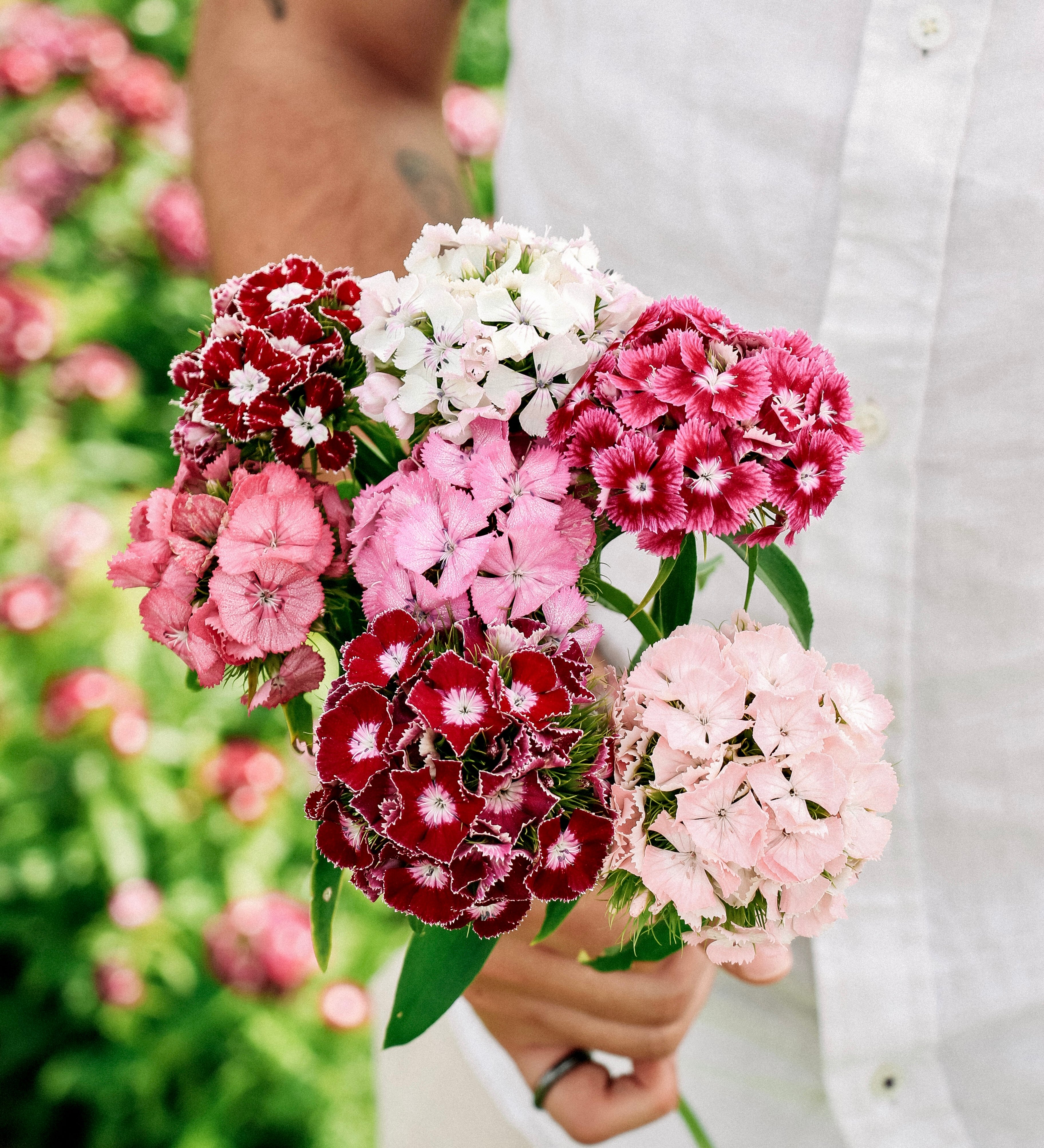 Dianthus barbatus 'hollandia' complete mixture-Angelo